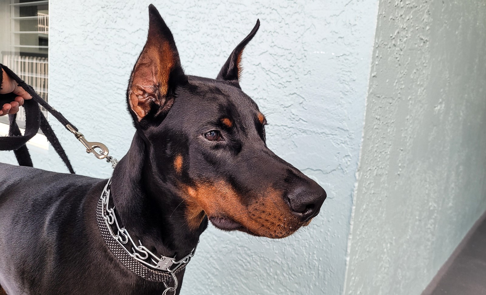 Doberman puppy needs basic training for dog owner to control his big body