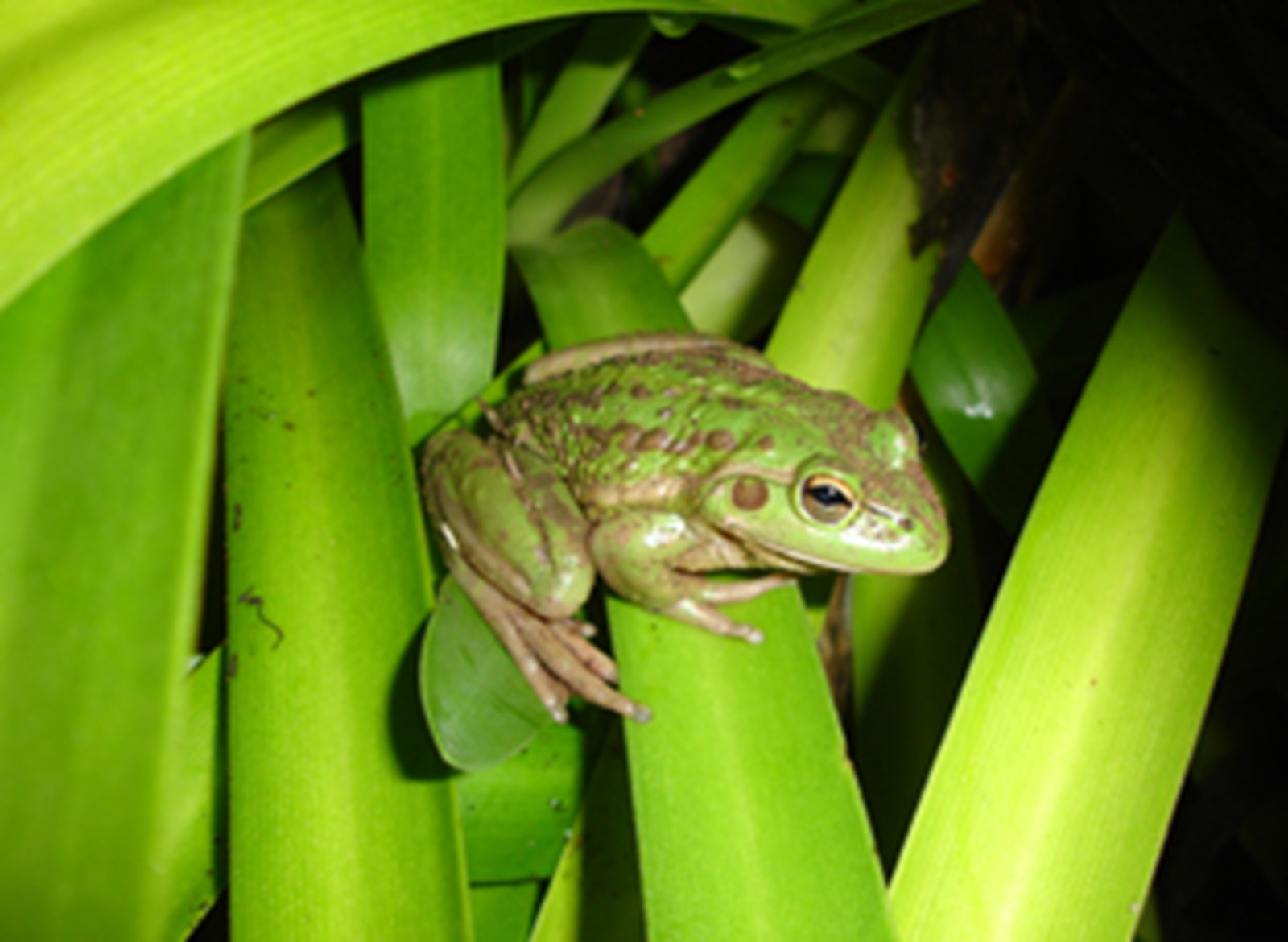 Southern Bell Frog. Photo credit: Nathan Hills.