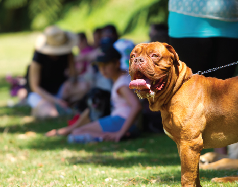 New plymouth sales dog pound